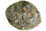 Wide Fossil Ammonite Cluster - South Dakota #137271-1